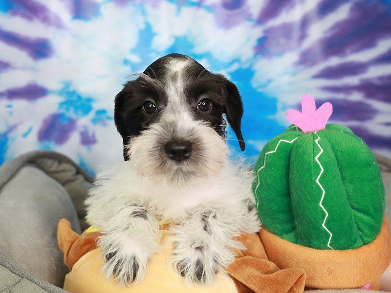 Mini Schnauzer-Male-BLK & WHT-3716571-Animal Kingdom | Puppies N Love