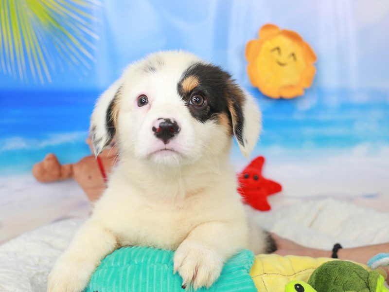 American Corgi-Female-BLUE MERLE-3726008-Animal Kingdom | Puppies N Love