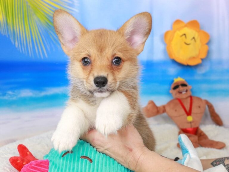 Pembroke Welsh Corgi