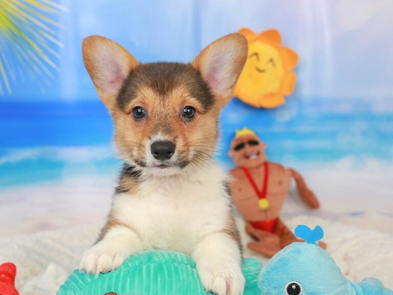 Pembroke Welsh Corgi