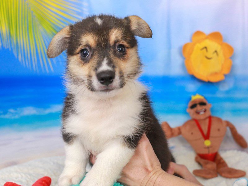 Pembroke Welsh Corgi-Male-red, wh, blk-3726769-Animal Kingdom | Puppies N Love