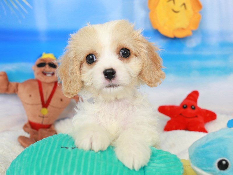 Cavachon-Female-RED & WHITE-3726237-Animal Kingdom | Puppies N Love