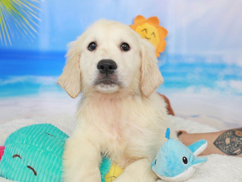 Golden Retriever-Female-lt gldn-3726815-Animal Kingdom | Puppies N Love