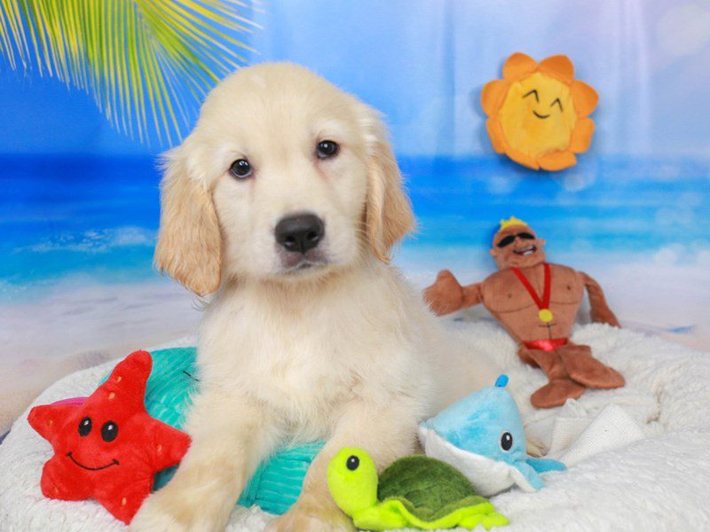 Golden Retriever-Male-lt gldn-3726789-Animal Kingdom | Puppies N Love