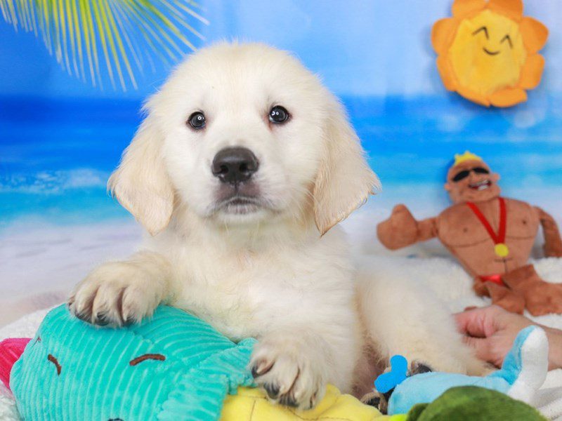 Golden Retriever-Female-lt gldn-3726793-Animal Kingdom | Puppies N Love