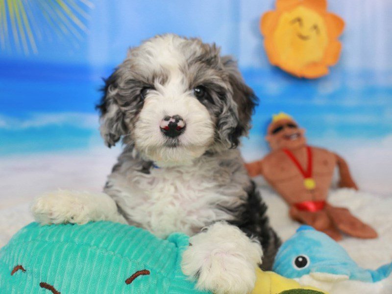 Mini Sheepadoodle-Male-BLUE MERLE-3726757-Animal Kingdom | Puppies N Love