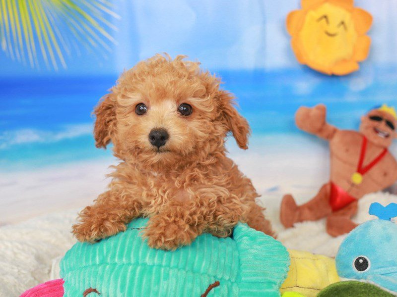 Poodle-Male-apct-3726535-Animal Kingdom | Puppies N Love