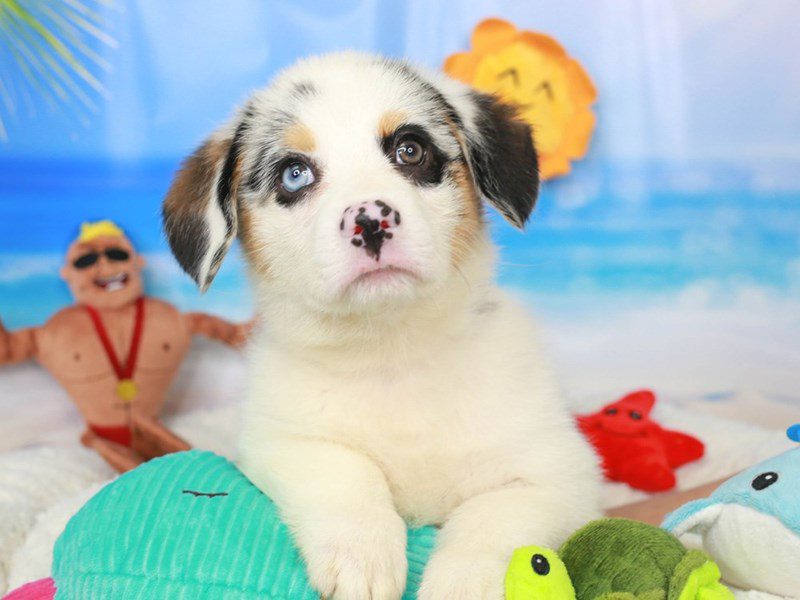 American Corgi-Male-BLUE MERLE-3726007-Animal Kingdom | Puppies N Love