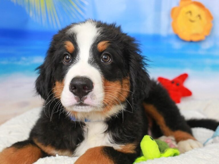 Bernese Mountain Dog