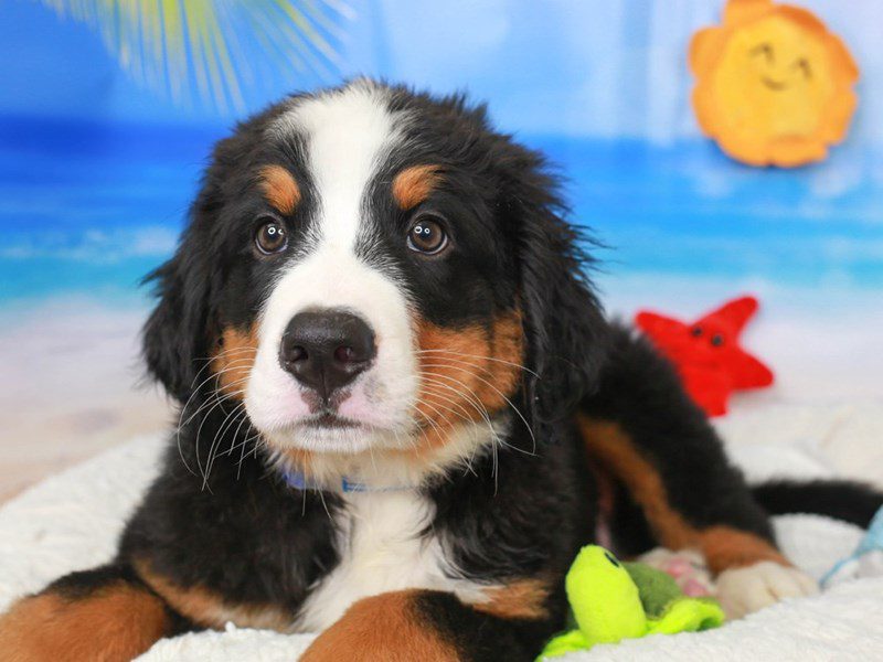 Bernese Mountain Dog-Male-TRI-3726041-Animal Kingdom | Puppies N Love