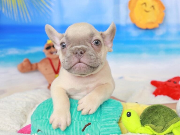 French Bulldog