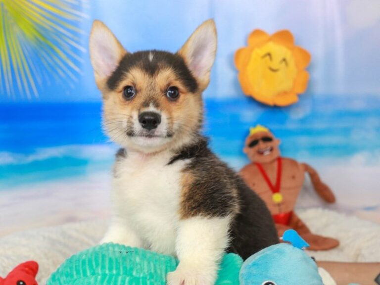 Pembroke Welsh Corgi