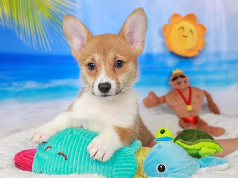 Pembroke Welsh Corgi