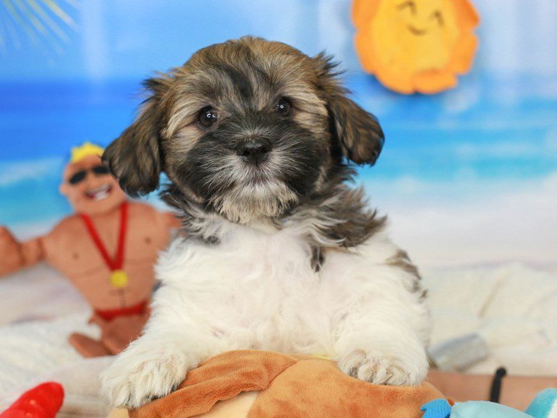 Havanese-Male-sble & wh-3726226-Animal Kingdom | Puppies N Love