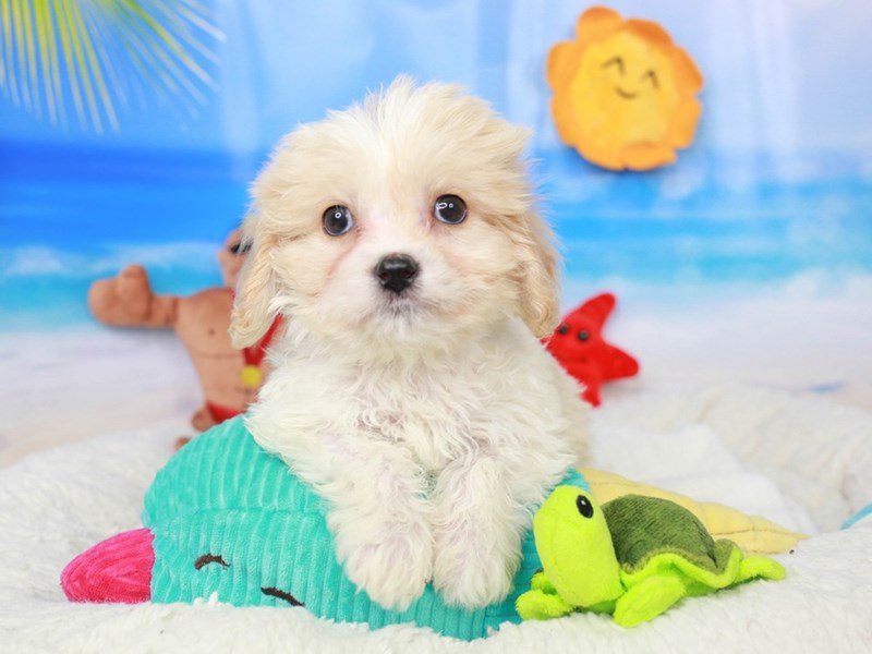 Cavachon-Male-RED & WHITE-3726233-Animal Kingdom | Puppies N Love