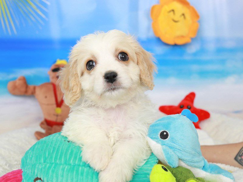 Cavachon-Male-RED & WHITE-3726235-Animal Kingdom | Puppies N Love