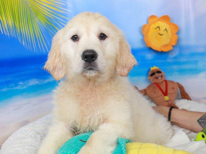 Golden Retriever-Female-lt gldn-3726791-Animal Kingdom | Puppies N Love