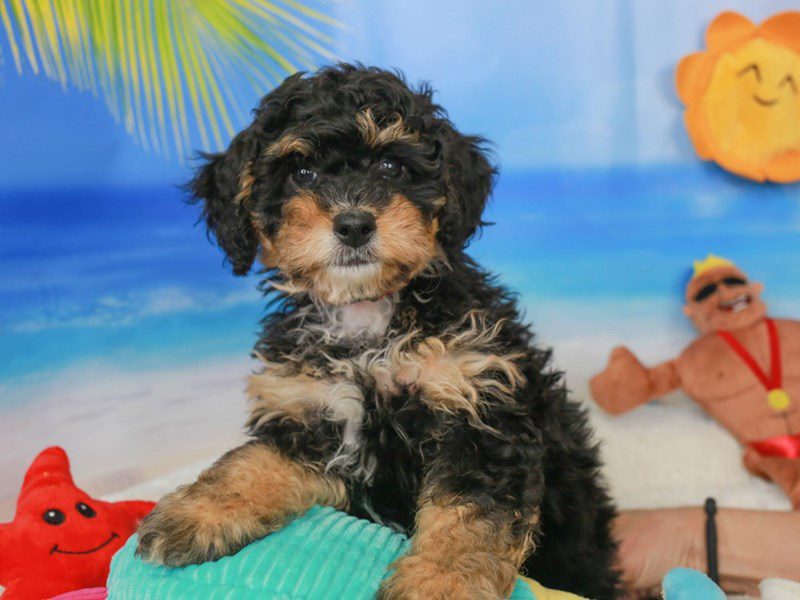 Mini Bernedoodle-Female-BLACK & WHITE-3726711-Animal Kingdom | Puppies N Love