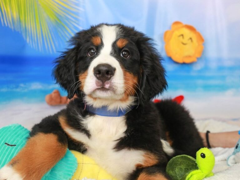 Bernese Mountain Dog