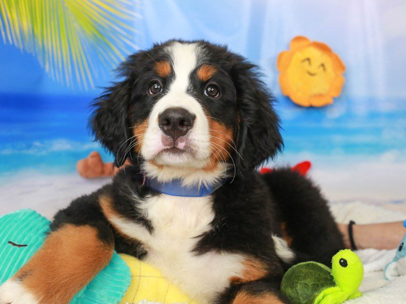 Bernese Mountain Dog-Female-TRI-3726042-Animal Kingdom | Puppies N Love