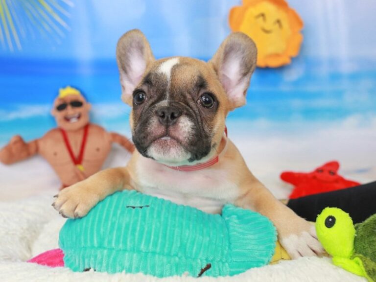 French Bulldog