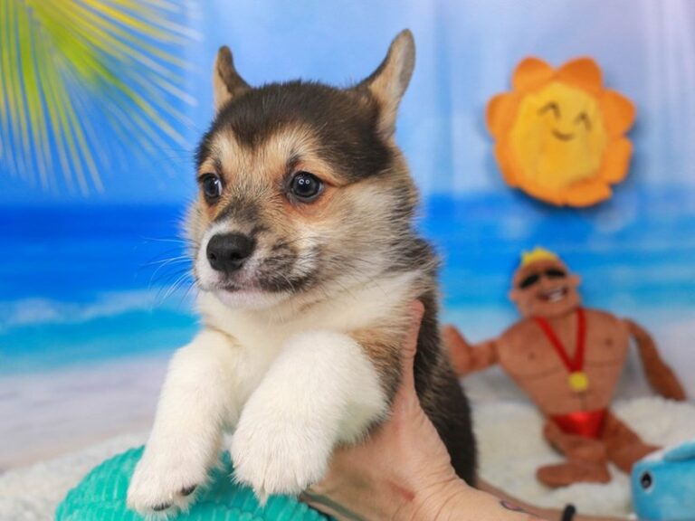 Pembroke Welsh Corgi