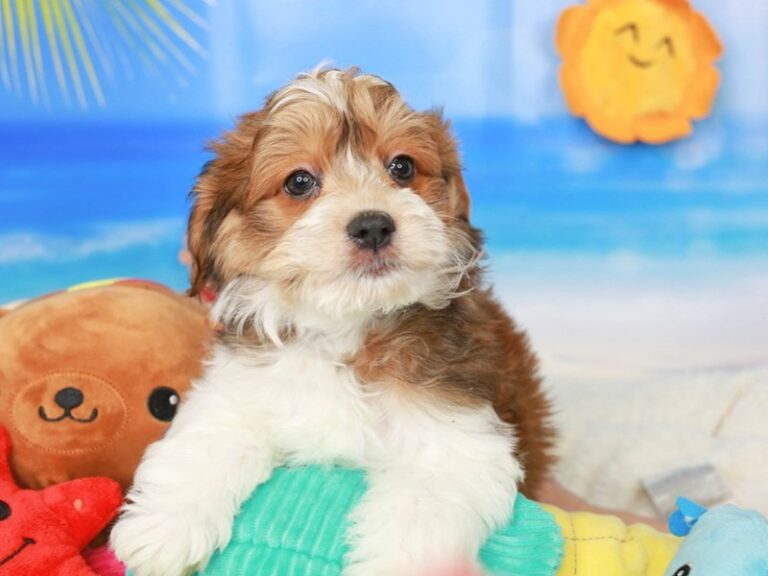 Havanese