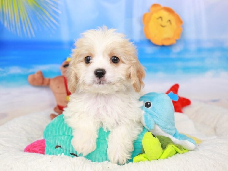 Cavachon