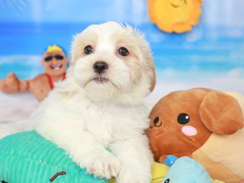 Havanese-Female-red & wh-3726230-Animal Kingdom | Puppies N Love