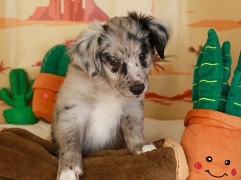 Mini Australian Shepherd-Female-BLUE MERLE-3734485-Animal Kingdom | Puppies N Love