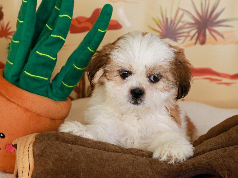 Lhasa Apso-Female-sbl & wh-3735142-Animal Kingdom | Puppies N Love