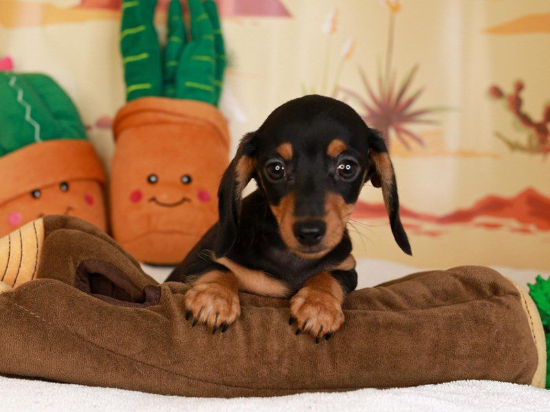 Dachshund-Female-blk/tn-3734370-Animal Kingdom | Puppies N Love