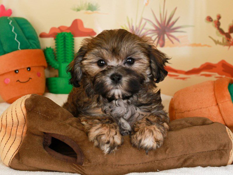 Teddy Bear-Female-DRK BRINDLE-3734339-Animal Kingdom | Puppies N Love