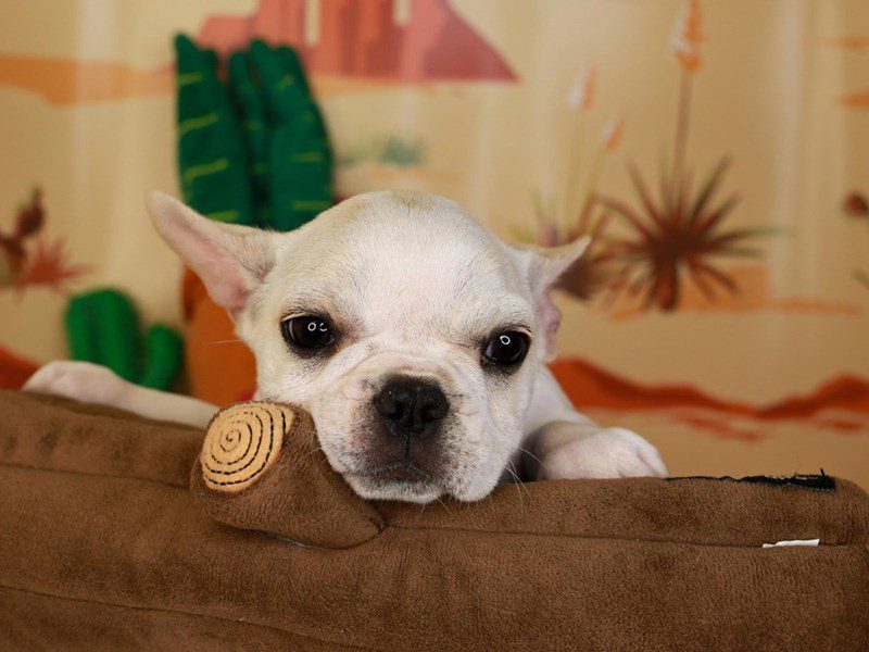 French Bulldog-Female-cr pie bald-3734908-Animal Kingdom | Puppies N Love