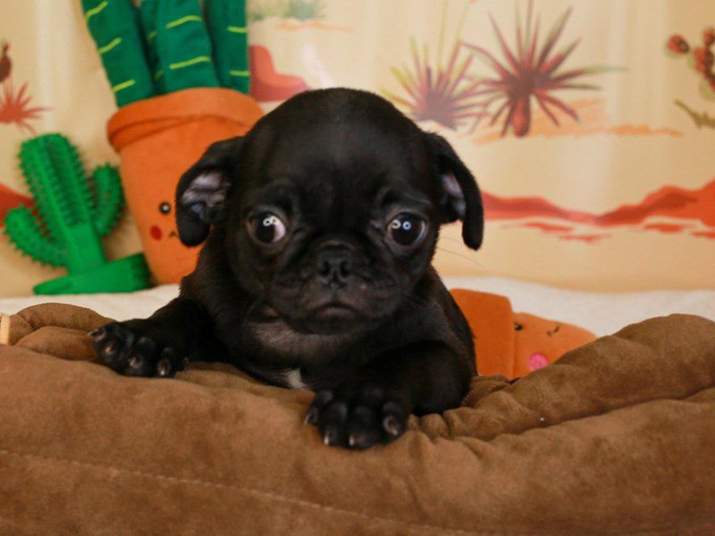 Pug-Female-Black-3733828-Animal Kingdom | Puppies N Love