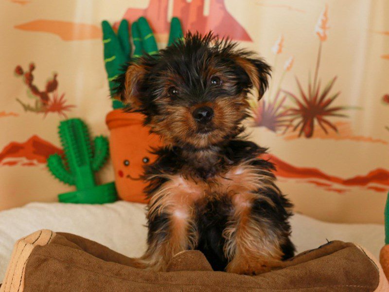 Yorkshire Terrier-Male-Black and Tan-3733795-Animal Kingdom | Puppies N Love