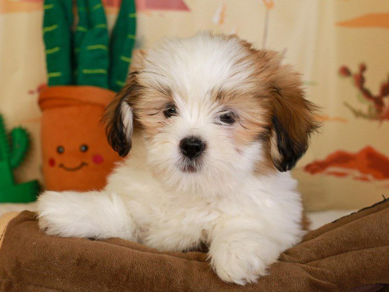 Lhasa Apso-Female-sbl & wh-3735141-Animal Kingdom | Puppies N Love