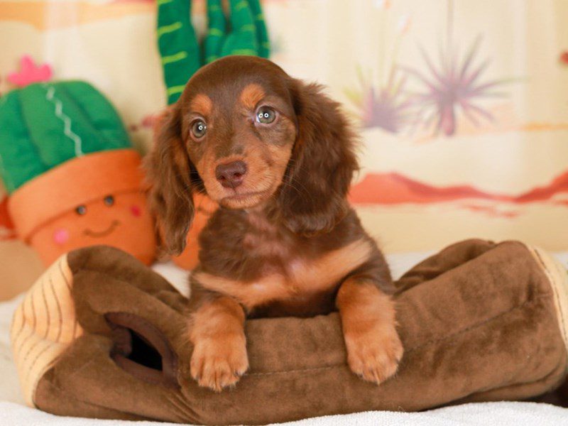 Dachshund-Female-choc/tn-3734369-Animal Kingdom | Puppies N Love