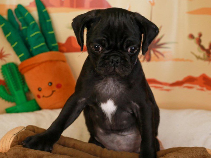 Pug-Male-Black-3733824-Animal Kingdom | Puppies N Love