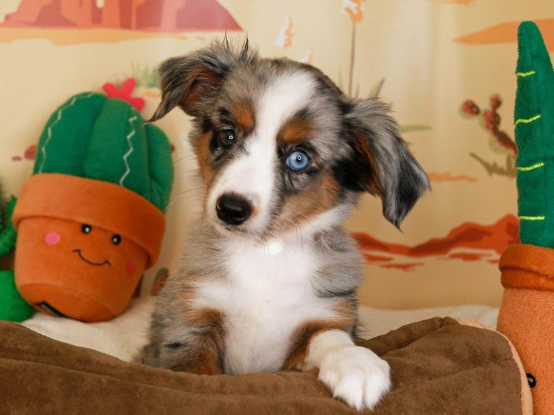 Mini Australian Shepherd-Female-BLUE MERLE-3734484-Animal Kingdom | Puppies N Love