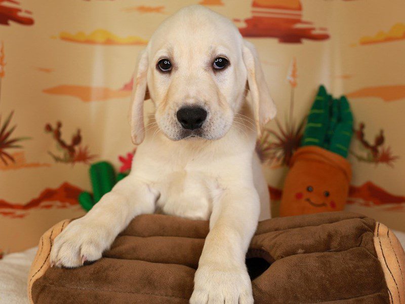 Labrador Retriever-Male-yllw-3734667-Animal Kingdom | Puppies N Love