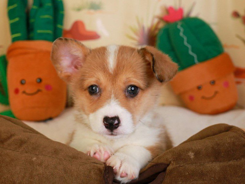 American Corgi-Female-RED & WHT-3735083-Animal Kingdom | Puppies N Love