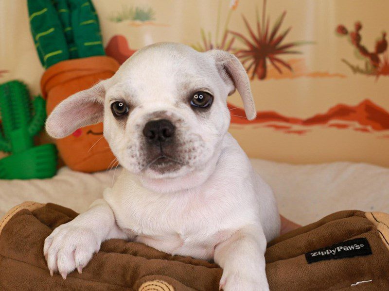French Bulldog-Male-cr pie bald-3734906-Animal Kingdom | Puppies N Love