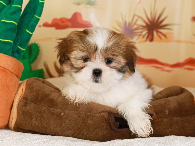 Lhasa Apso-Female-sbl & wh-3735139-Animal Kingdom | Puppies N Love