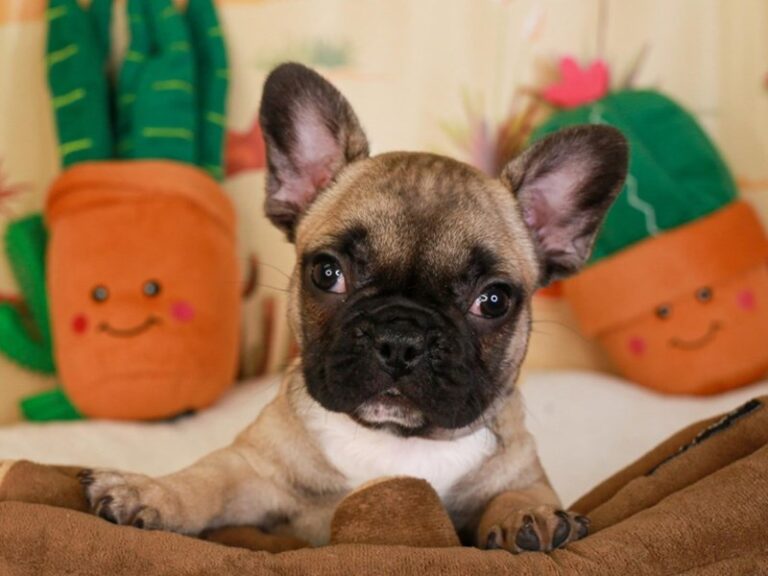 French Bulldog