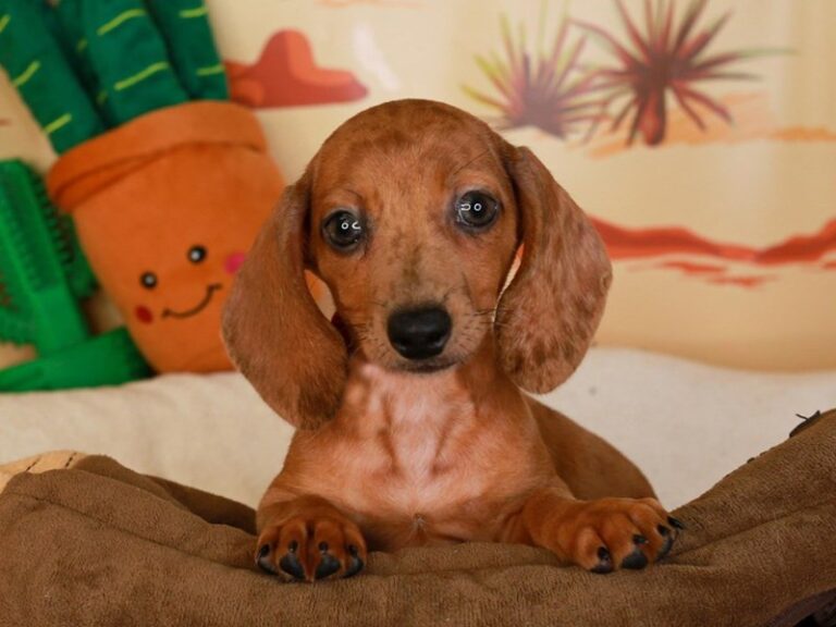Dachshund