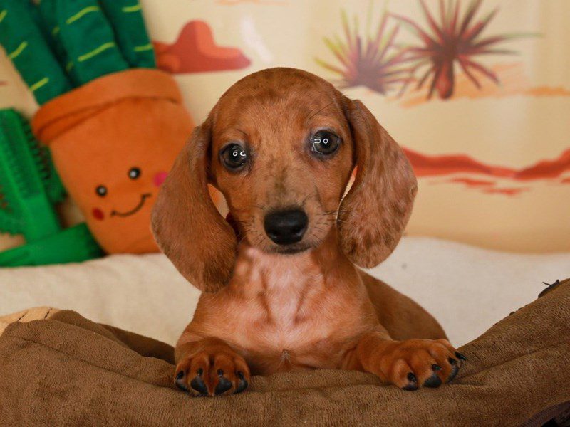 Dachshund-Female-Red-3733777-Animal Kingdom | Puppies N Love