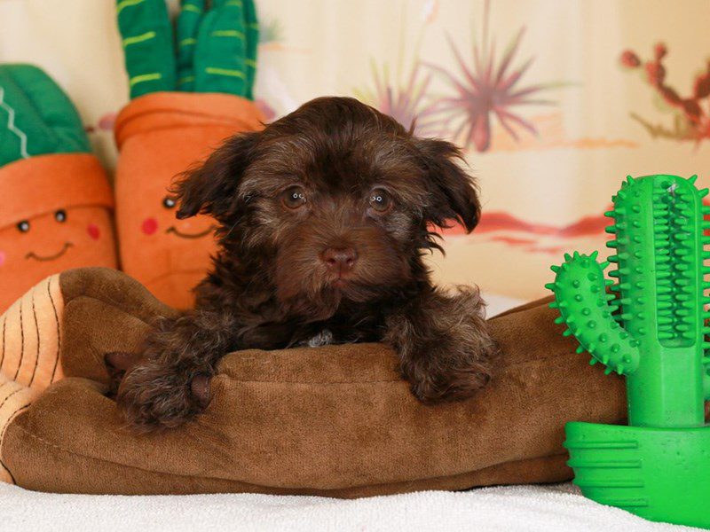 Havanese-Female-choc-3734311-Animal Kingdom | Puppies N Love