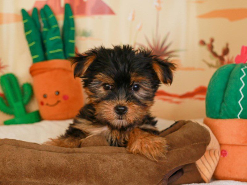 Yorkshire Terrier-Male-Black and Tan-3733794-Animal Kingdom | Puppies N Love