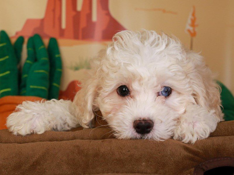 Cavachon Poo-Male-rd & wh-3734979-Animal Kingdom | Puppies N Love